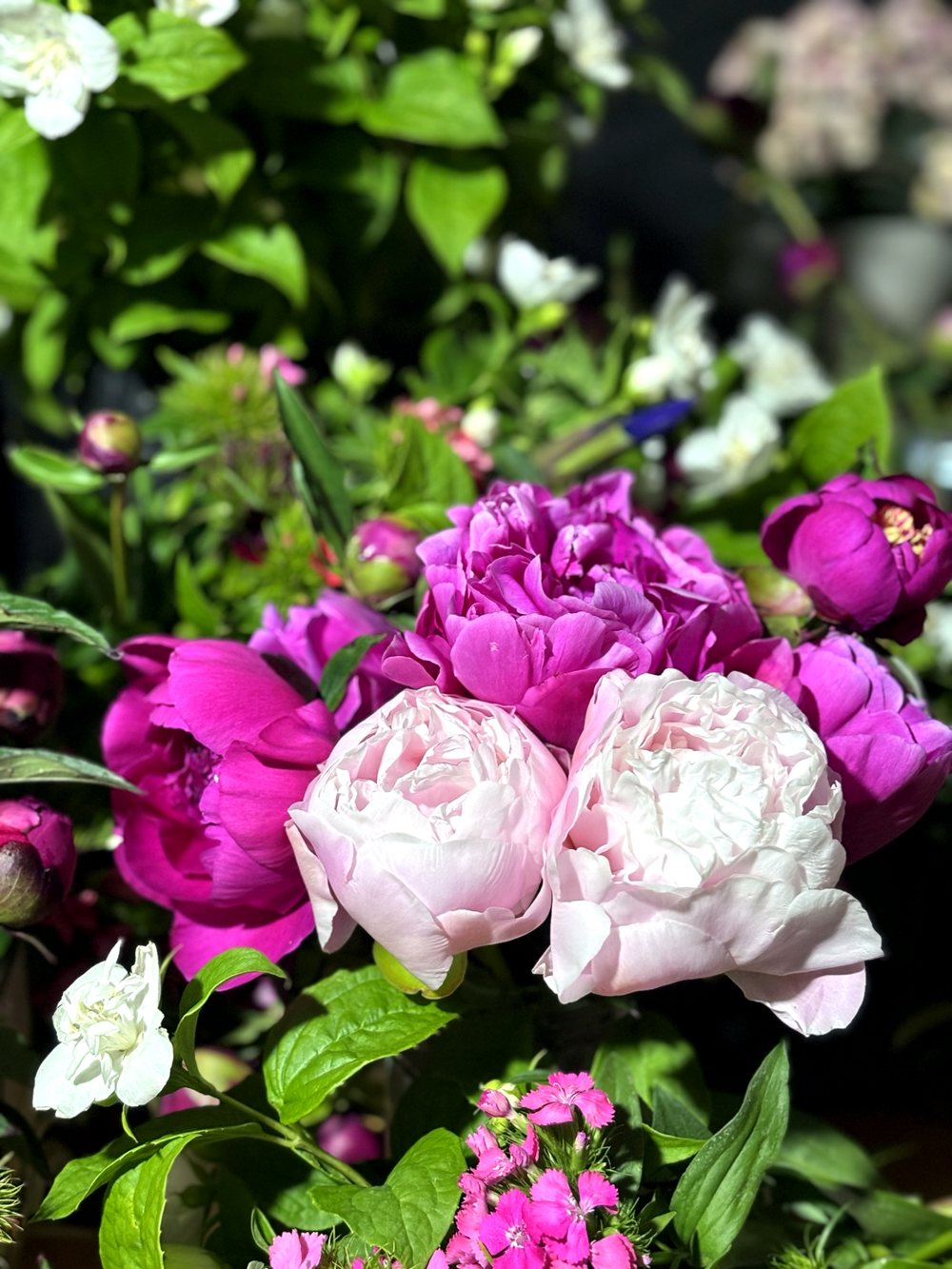 坂巻農園の花(芍薬)